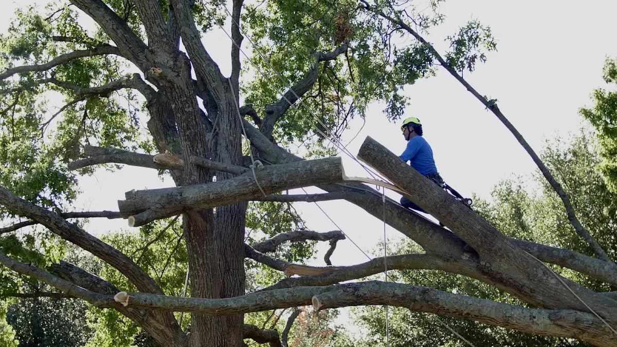 Professional Crown Thinning performed by certified arborists in New Athens