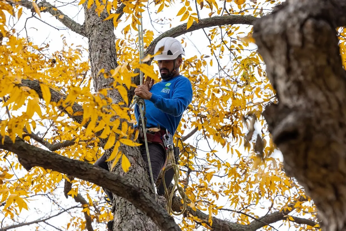 Skilled Tree Trimming crew working in New Athens