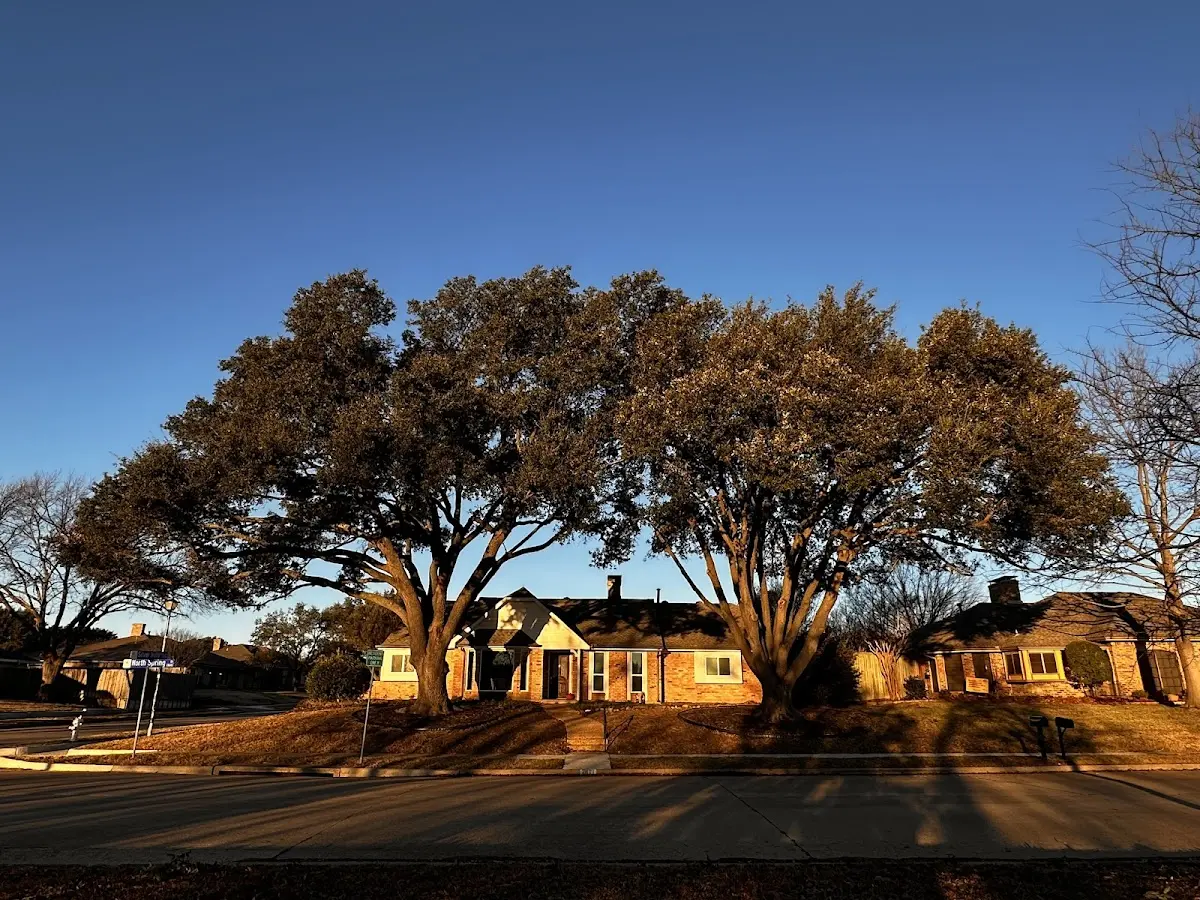 Established residential canopy tree shading a home in New Athens